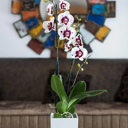 Hyperion Oia (Santorini)